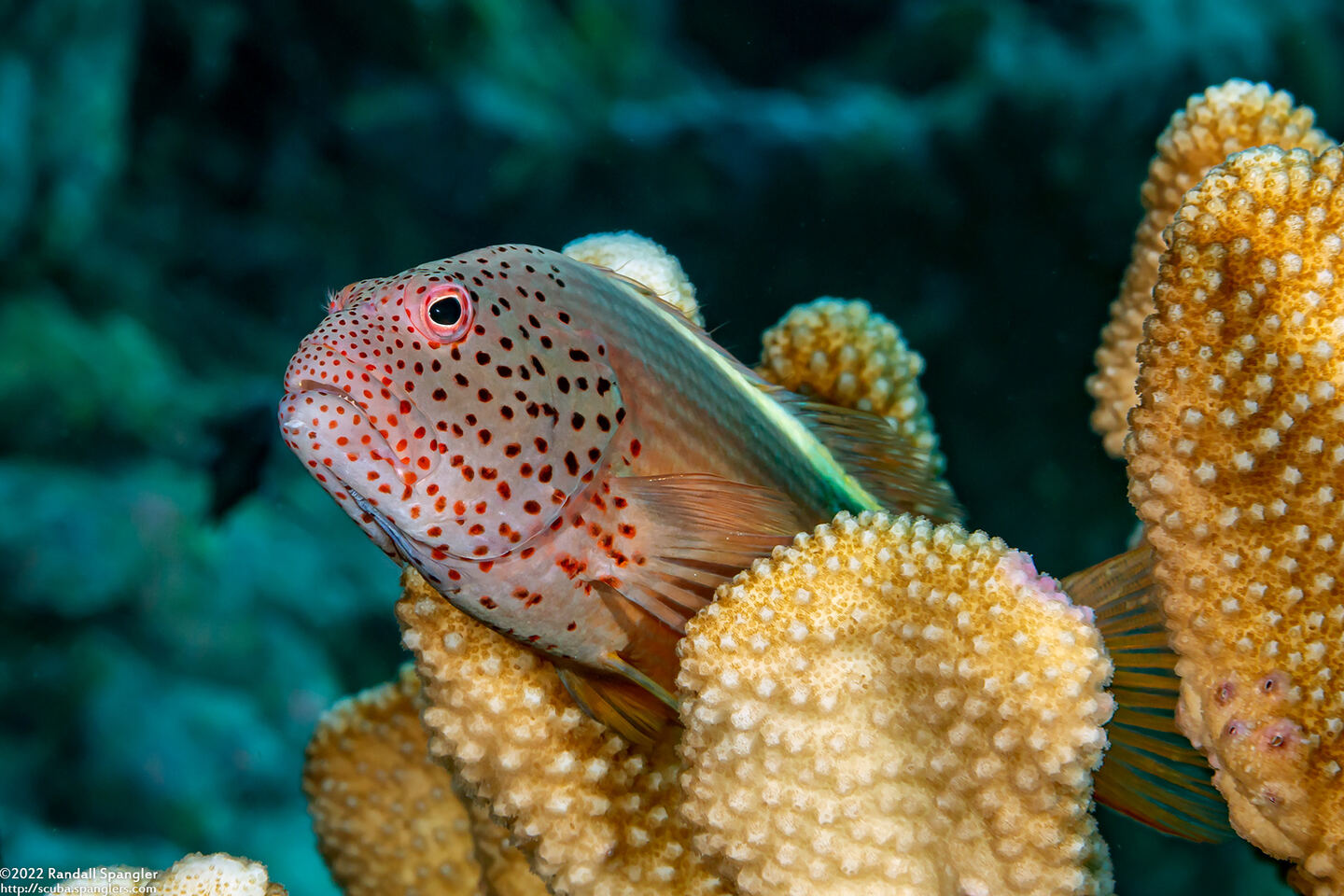 Paracirrhites forsteri (Freckled Hawkfish)