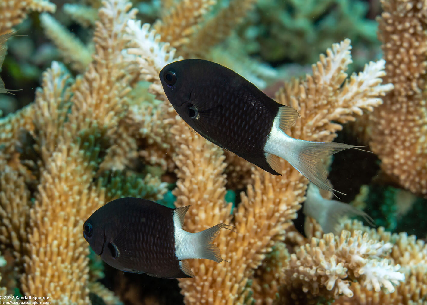 Chromis margaritifer (Bicolor Chromis)