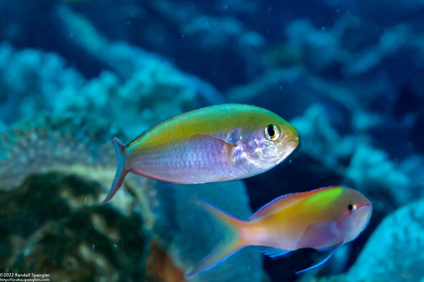 Lepidozygus tapeinosoma (Fusilier Damsel)