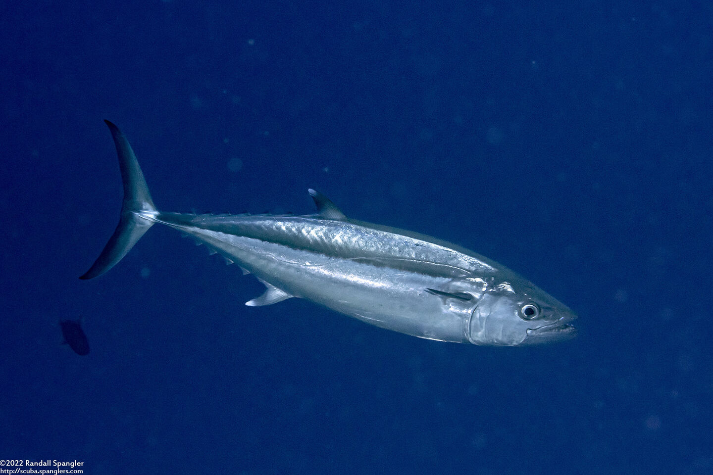 Gymnosarda unicolor (Dogtooth Tuna)