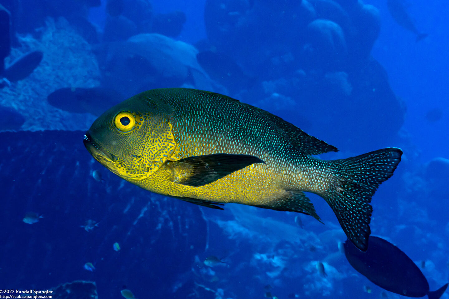 Macolor macularis (Midnight Snapper)