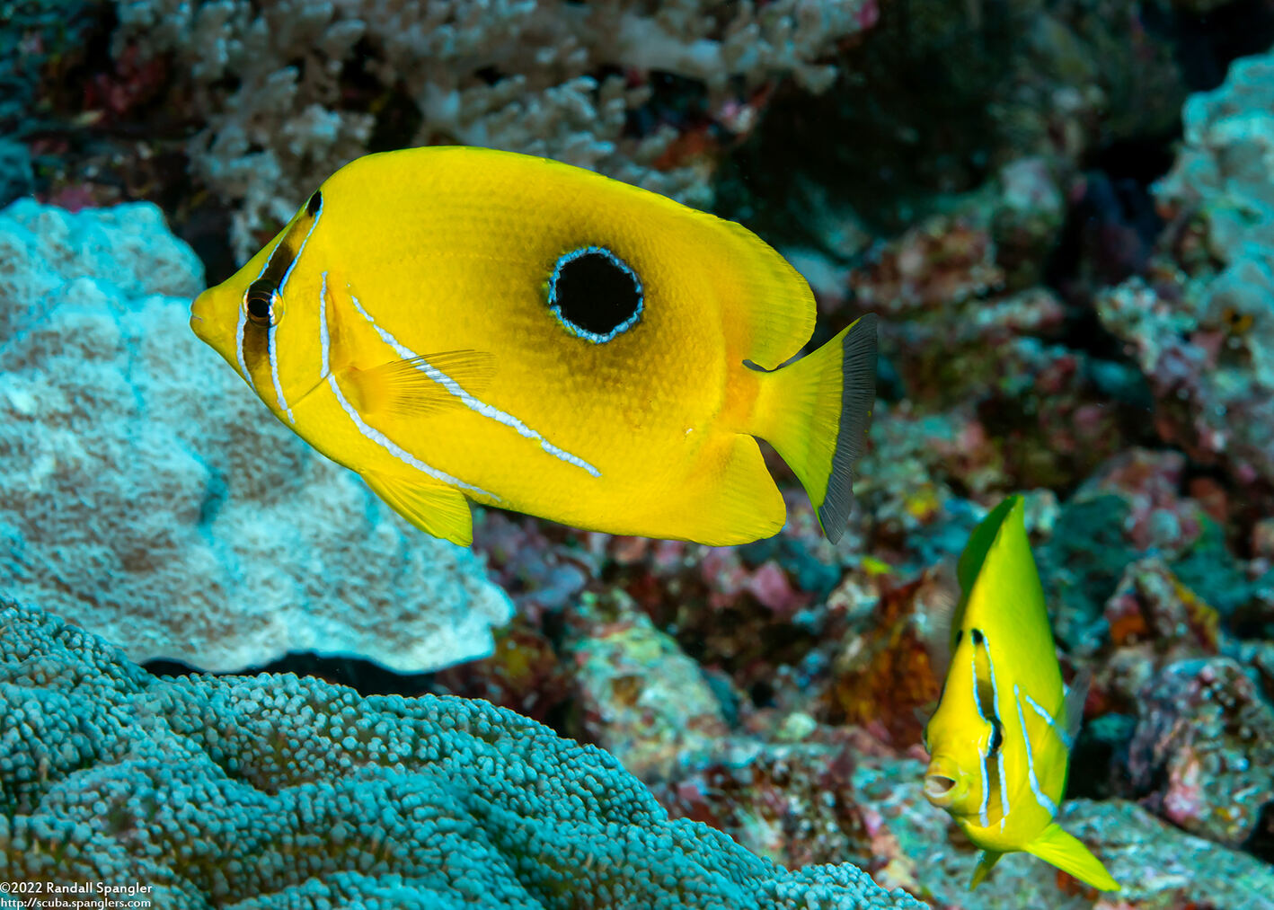 Chaetodon bennetti (Eclipse Butterflyfish)