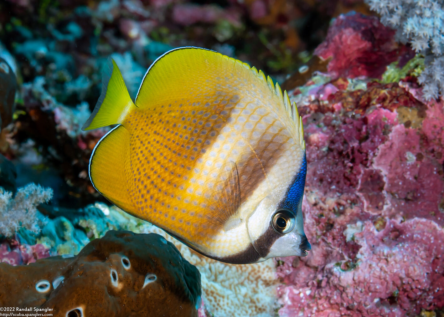 Chaetodon kleinii (Blacklip Butterflyfish)