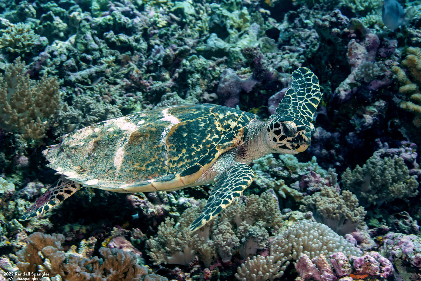 Eretmochelys imbricata (Hawksbill Turtle)