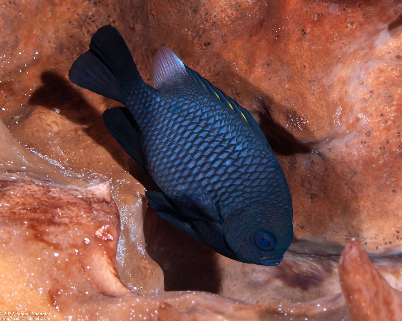 Dascyllus trimaculatus (Threespot Dascyllus)