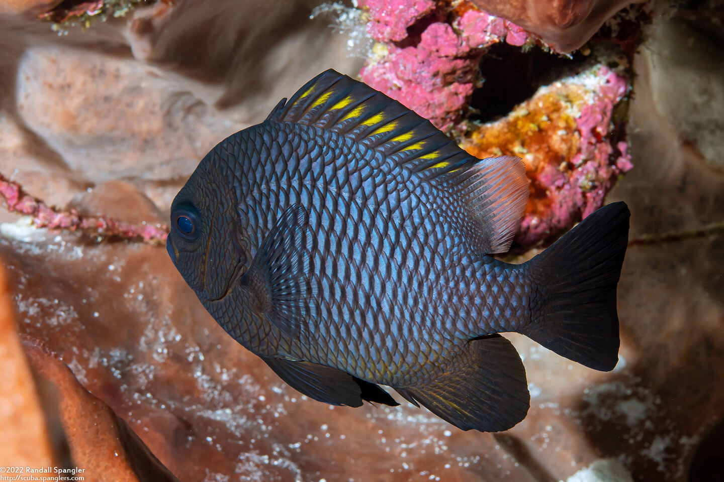 Dascyllus trimaculatus (Threespot Dascyllus)