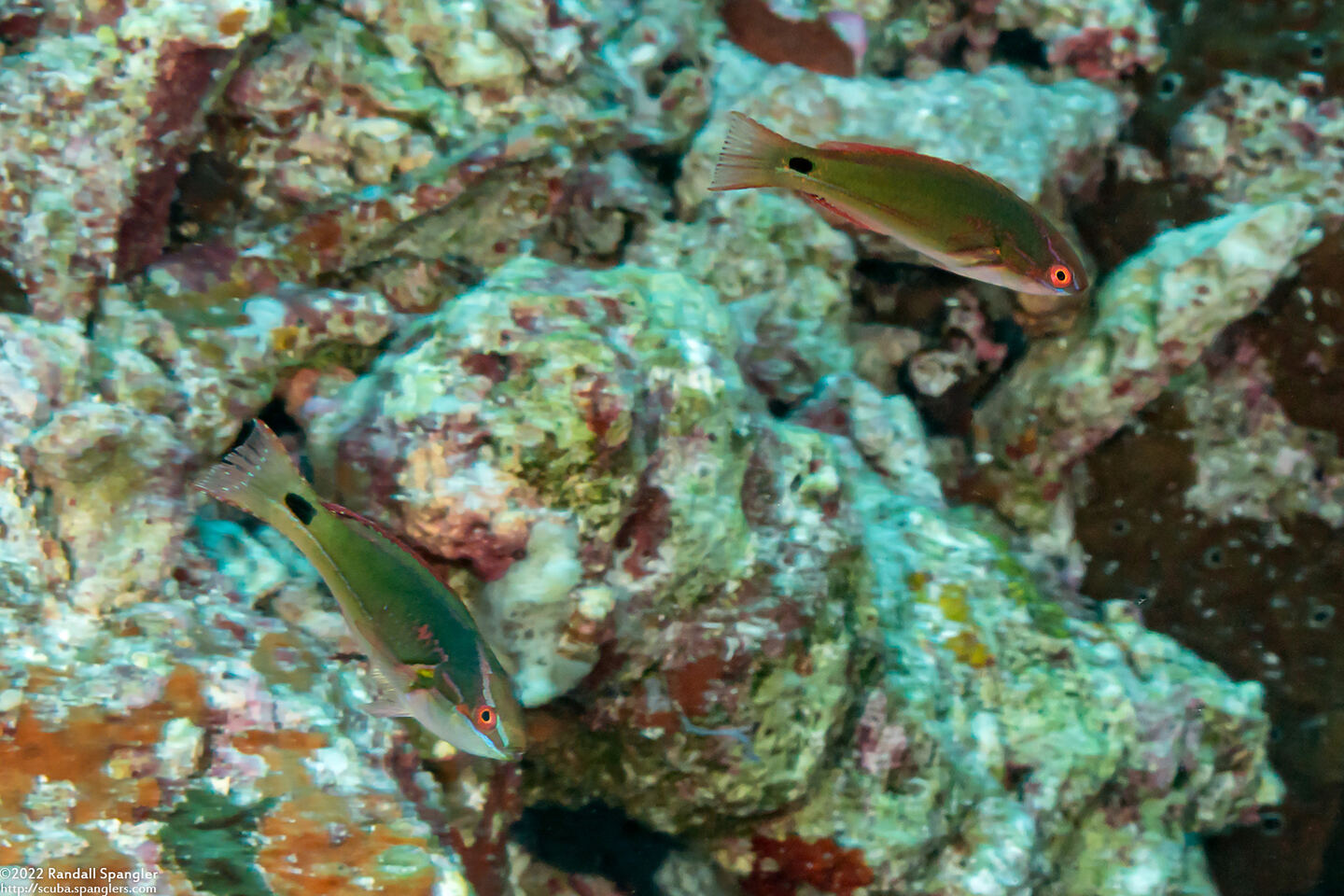 Cirrhilabrus exquisitus (Exquisite Fairy Wrasse)