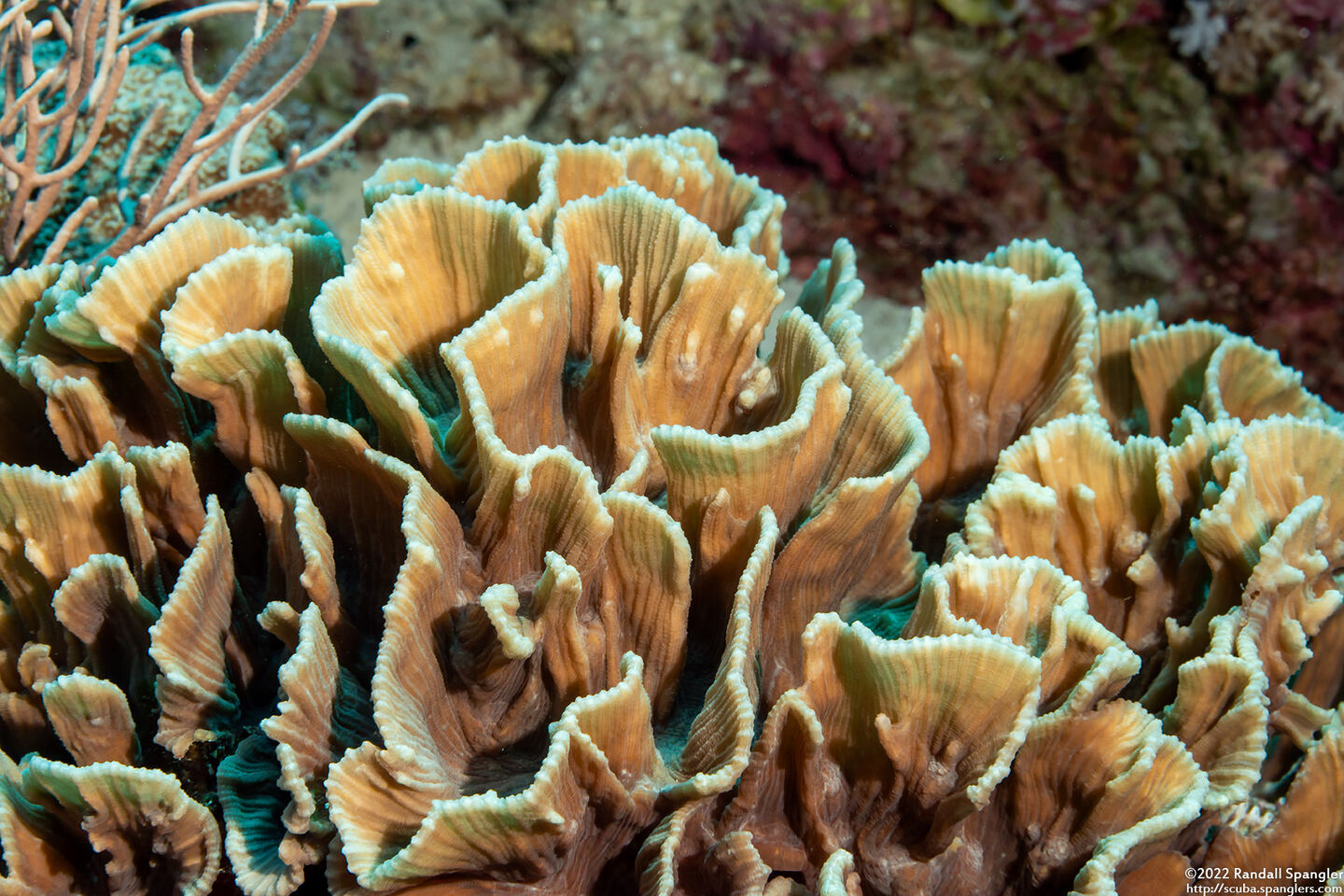 Pectinia lactuca (Lettuce Coral)