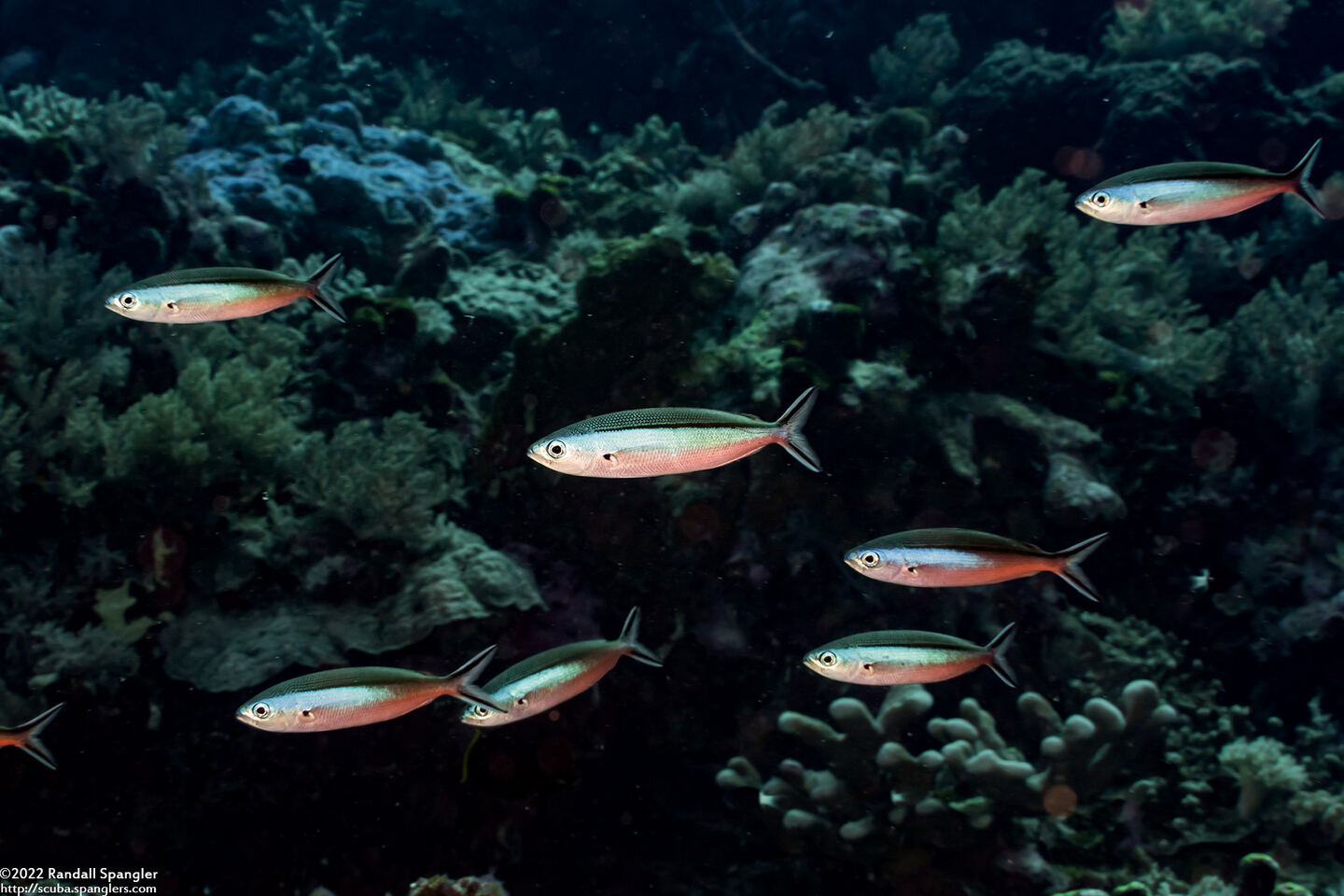 Pterocaesio tile (Bluestreak Fusilier)