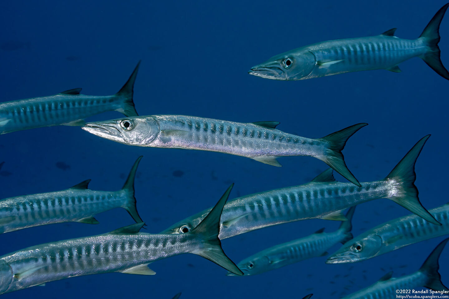 Sphyraena qenie (Blackfin Barracuda)