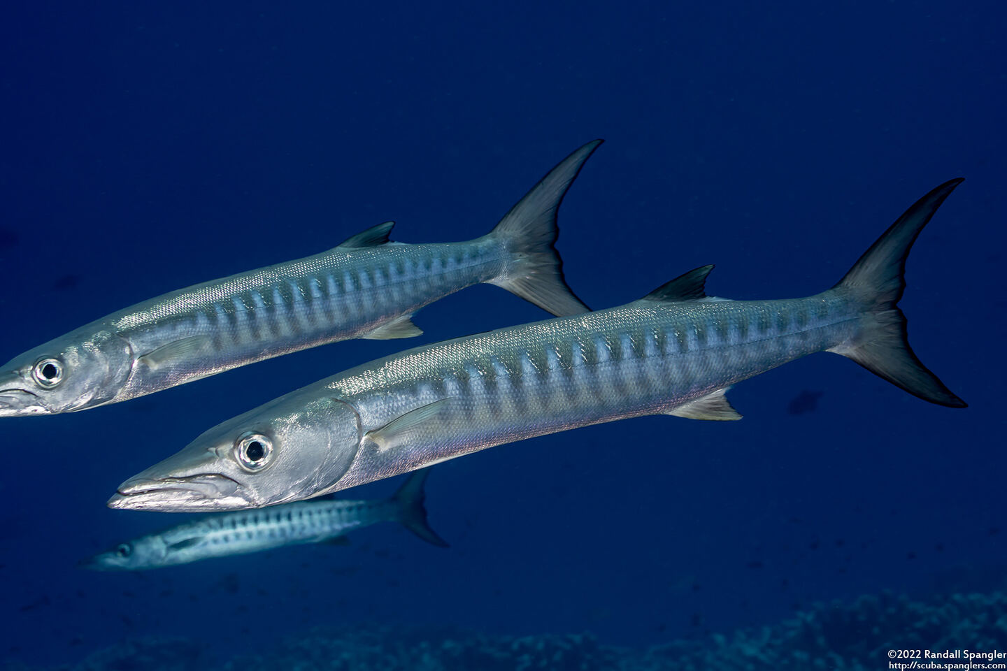 Sphyraena qenie (Blackfin Barracuda)