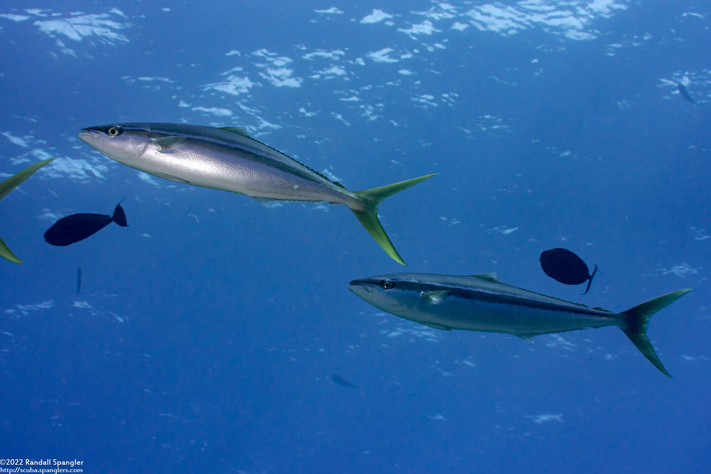 Elagatis bipinnulata (Rainbow Runner)