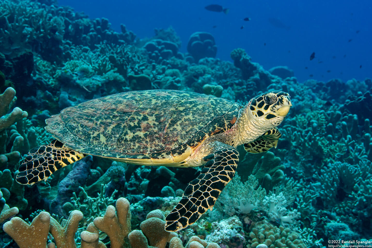 Eretmochelys imbricata (Hawksbill Turtle)