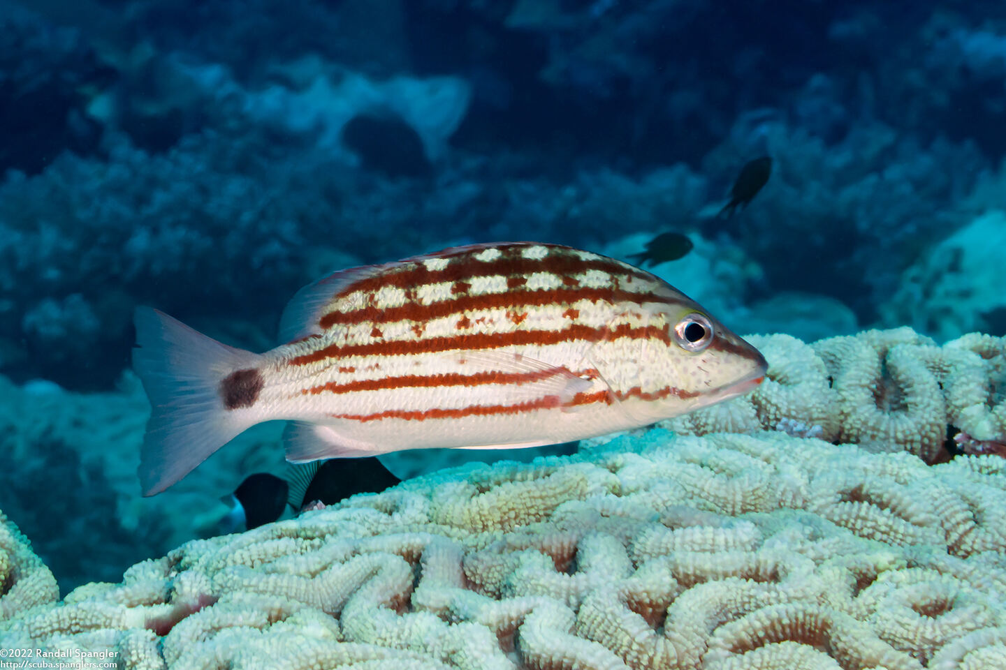 Lutjanus decussatus (Checkered Snapper)