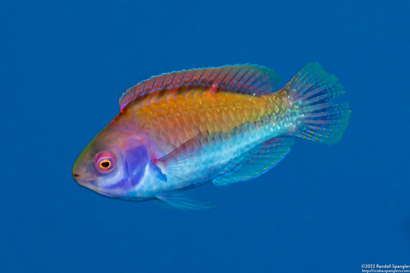 Cirrhilabrus solorensis (Solor Fairy Wrasse)
