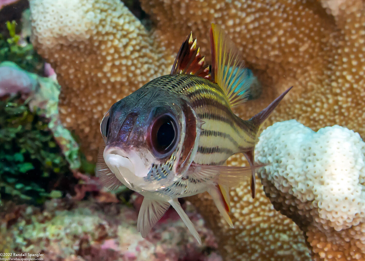 Neoniphon sammara (Spotfin Squirrelfish)