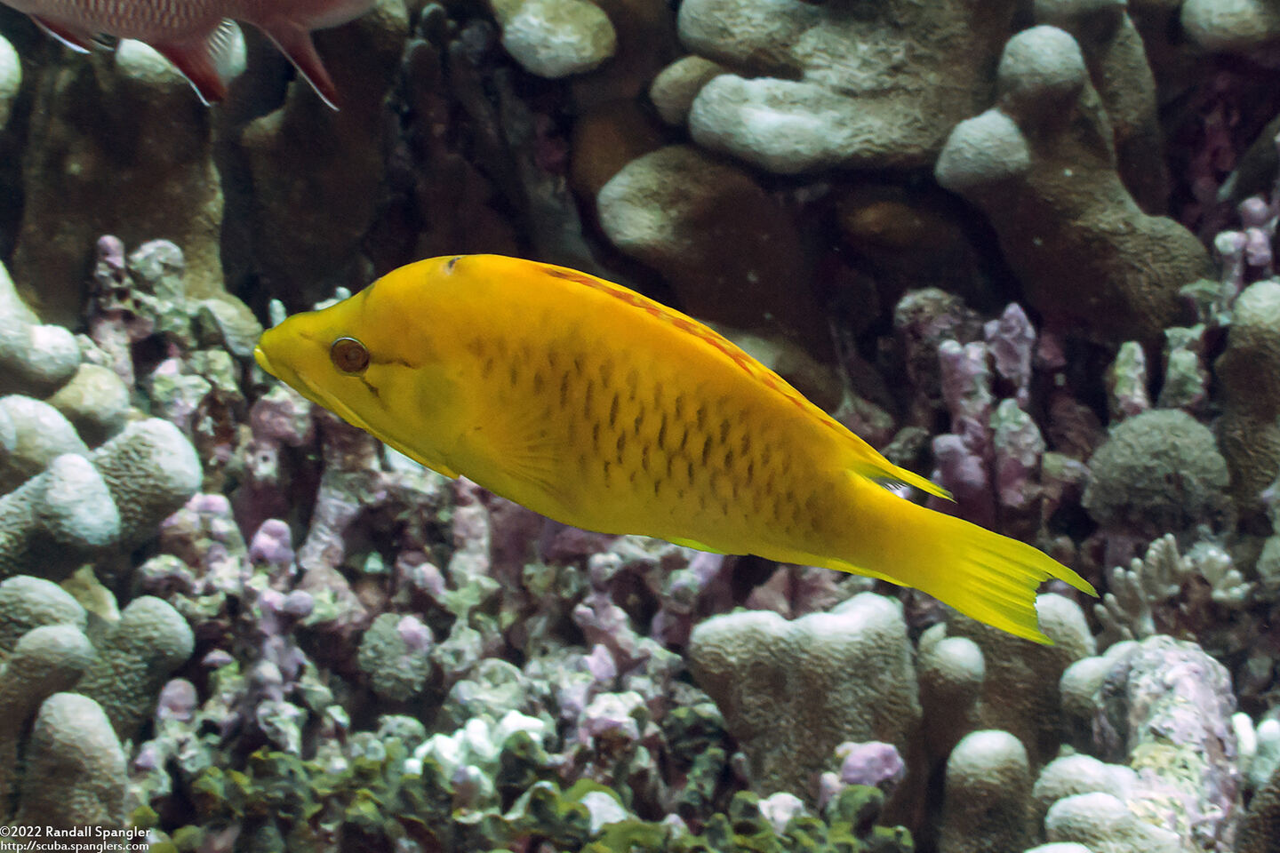 Epibulus insidiator (Slingjaw Wrasse)