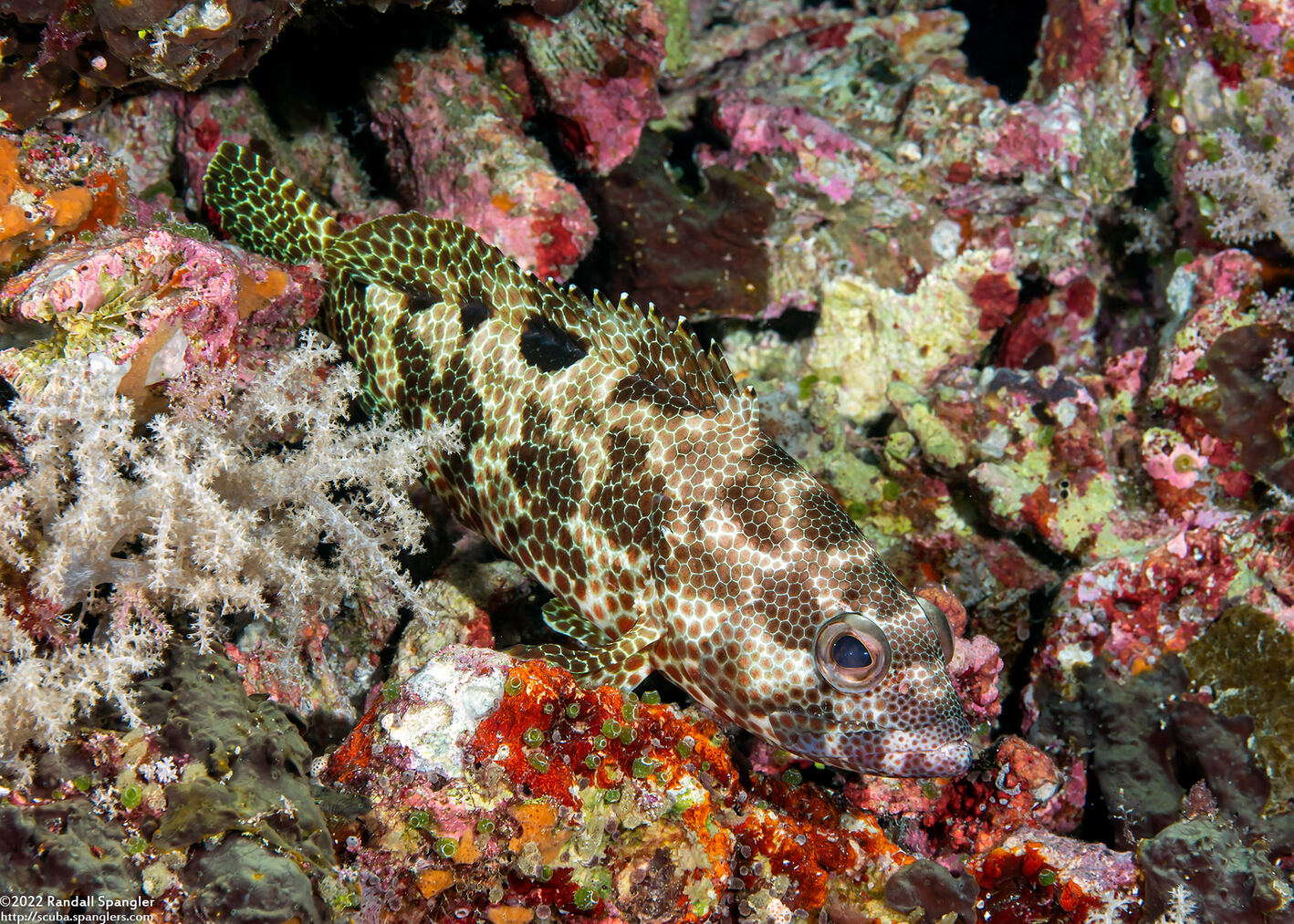 Epinephelus hexagonatus (Hexagon Grouper)