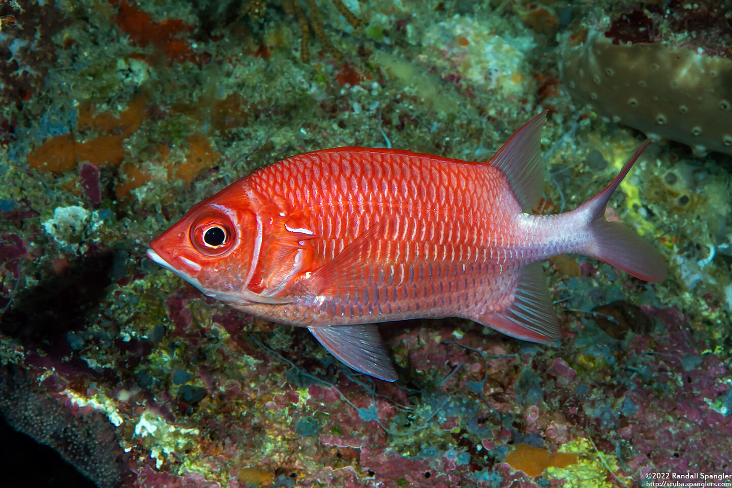 Sargocentron caudimaculatum (Tailspot Squirrelfish)