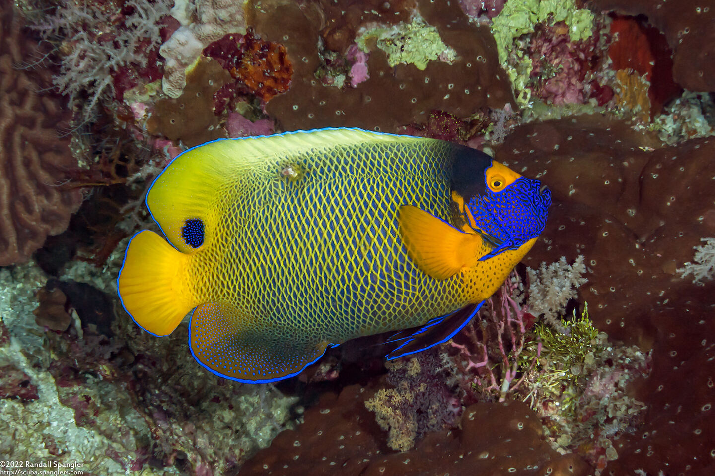 Pomacanthus xanthometopon (Yellow-Mask Angelfish)