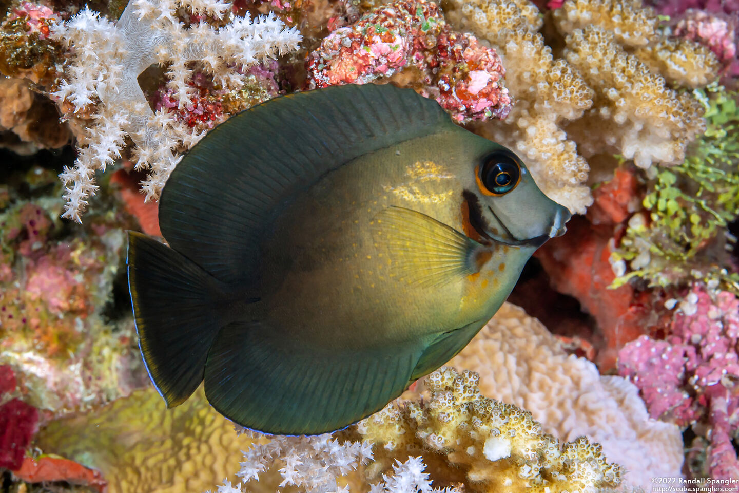 Acanthurus pyroferus (Mimic Surgeonfish)