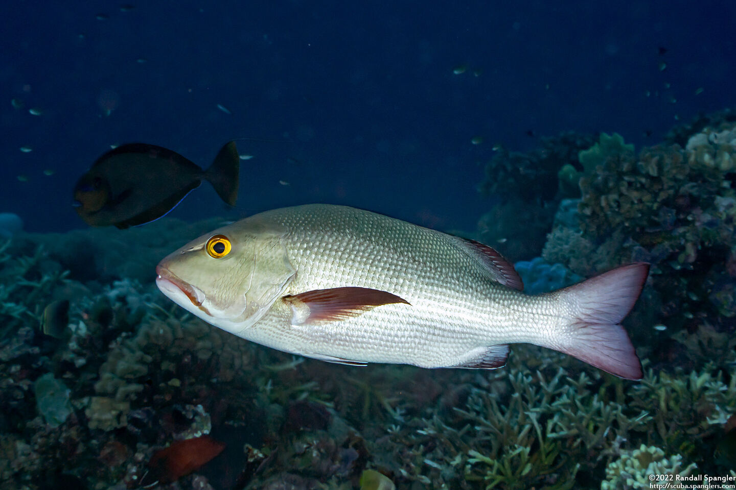 Lutjanus bohar (Red Snapper)