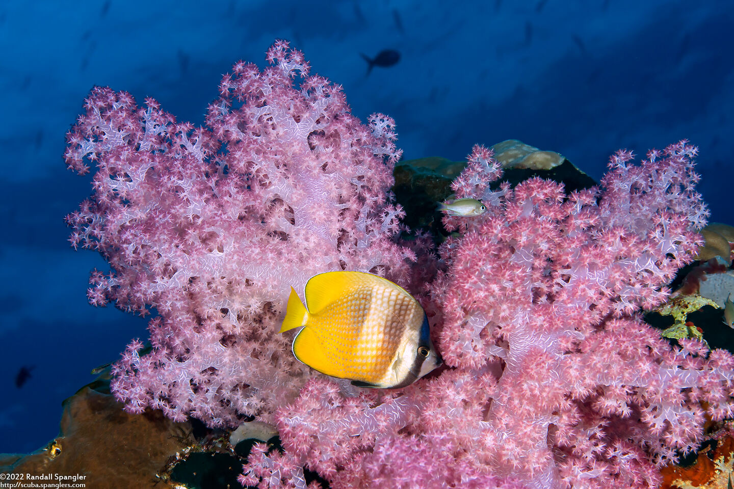 Dendronephthya sp.1 (Dendronephthya)