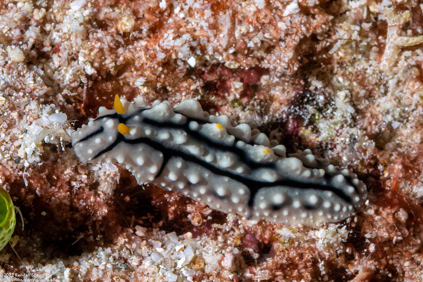 Phyllidia elegans (Elegant Phyllidia)