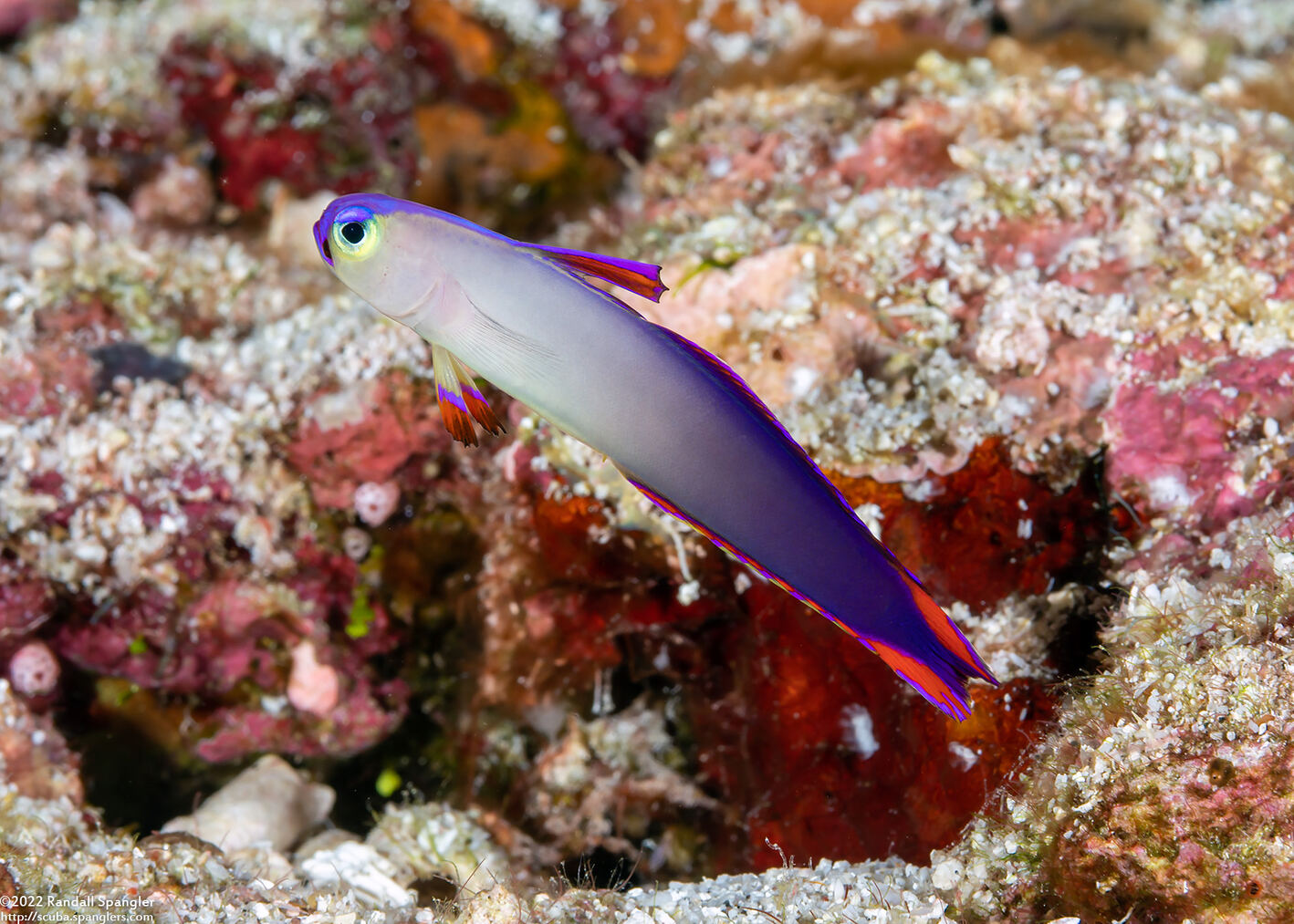 Nemateleotris decora (Decorated Dartfish)