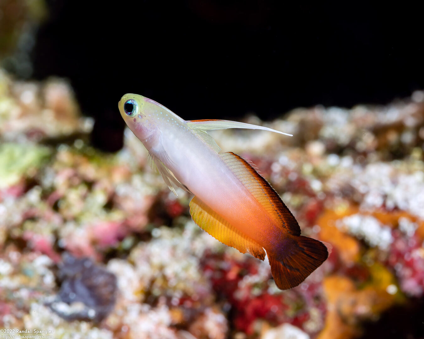 Nemateleotris magnifica (Fire Dartfish)