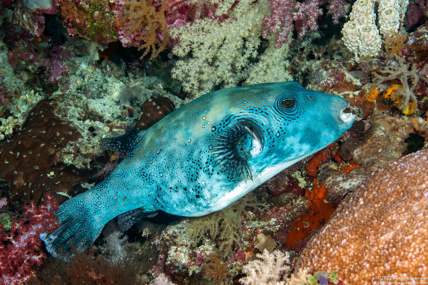 Arothron caeruleopunctatus (Blue-Spotted Puffer)