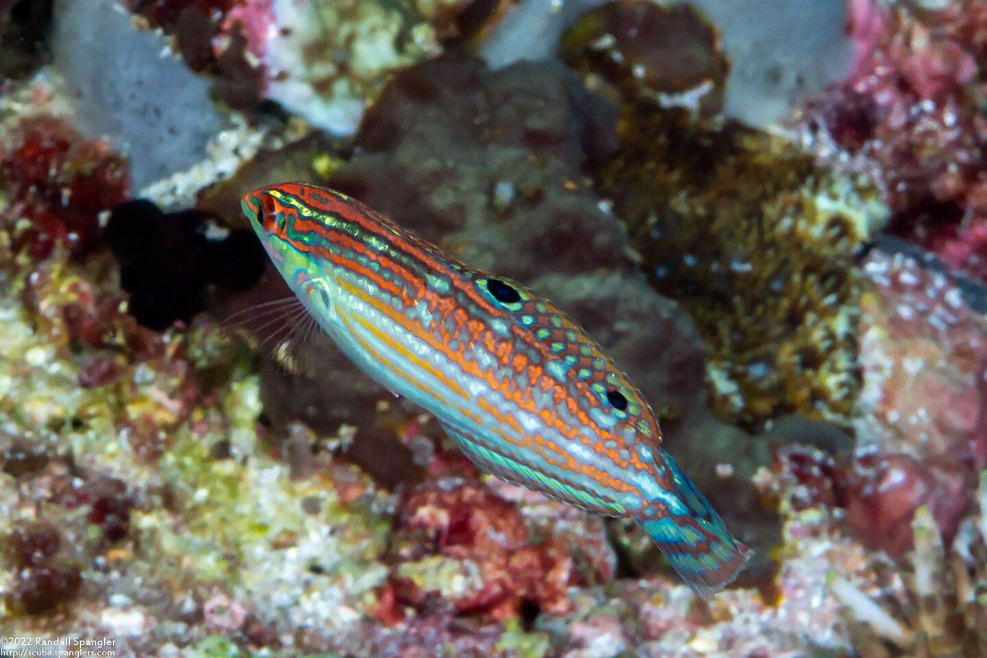 Halichoeres claudia (Claudia's Wrasse)
