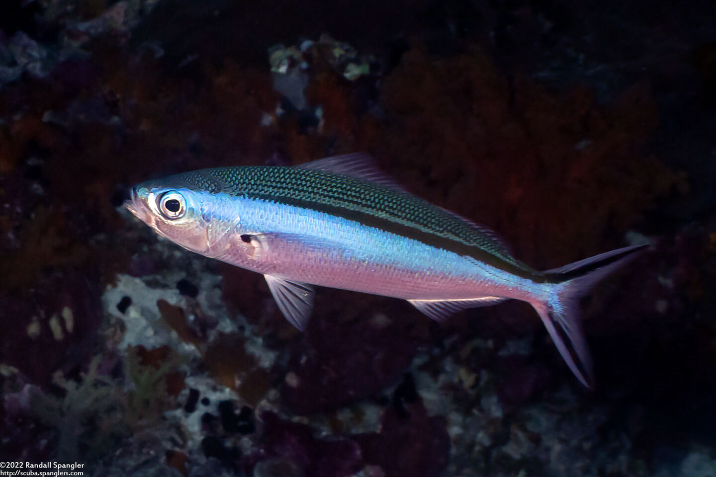 Pterocaesio tile (Bluestreak Fusilier)