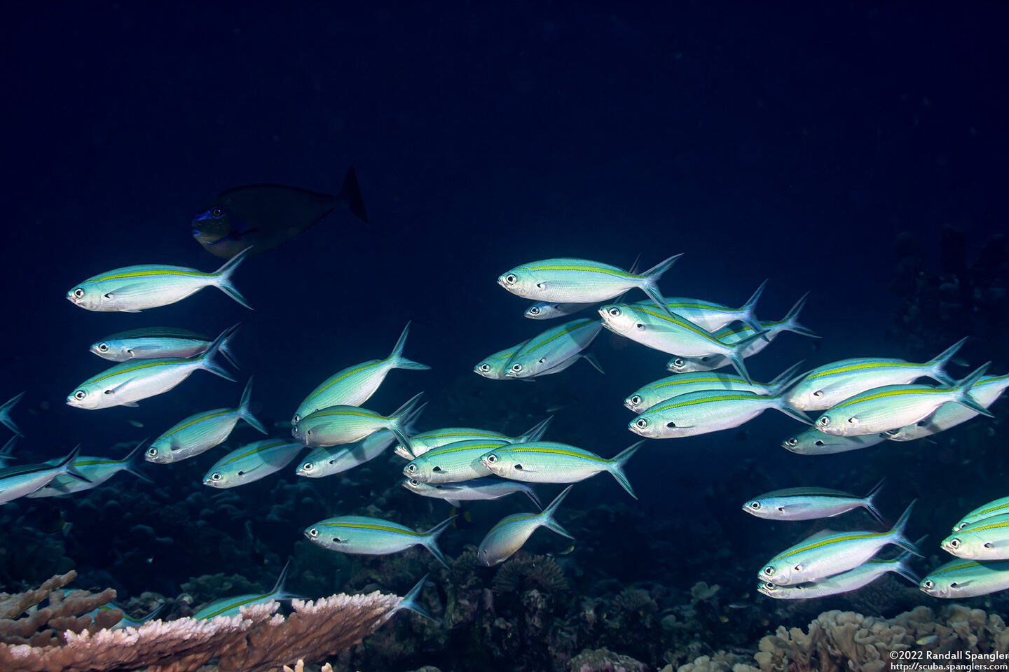 Caesio caerulaurea (Scissortail Fusilier)