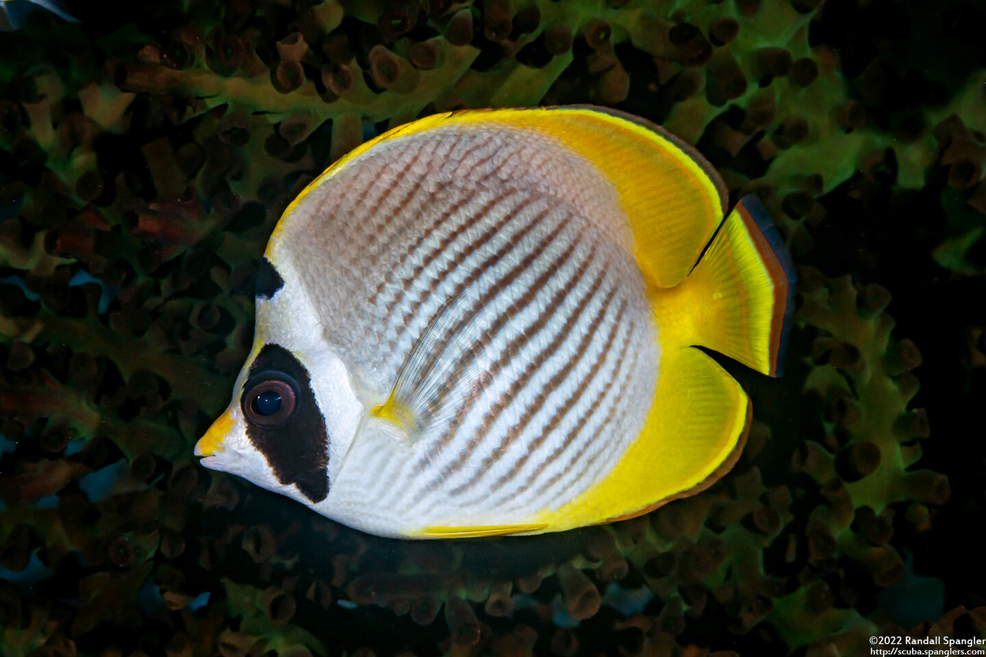 Chaetodon adiergastos (Panda Butterflyfish)