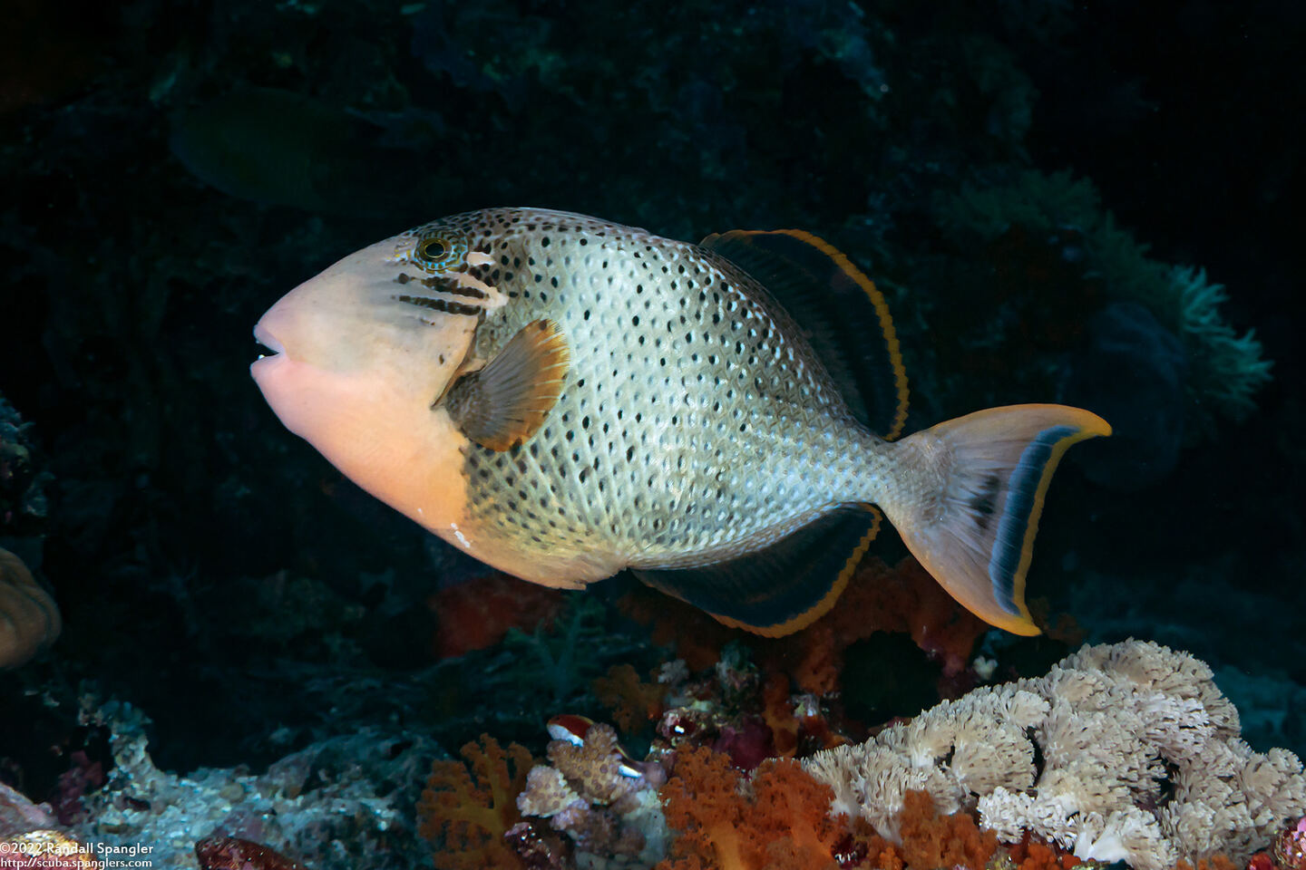 Pseudobalistes flavimarginatus (Yellowmargin Triggerfish)
