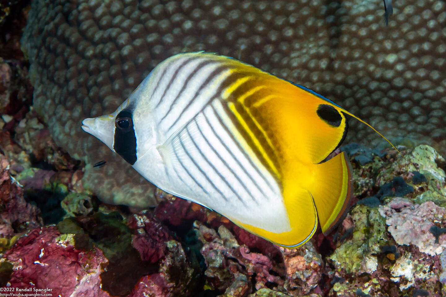 Chaetodon auriga (Threadfin Butterflyfish)