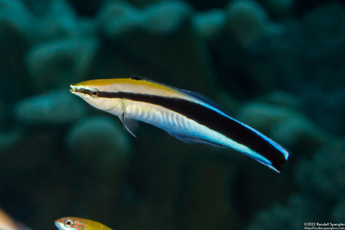 Labroides dimidiatus (Bluestreak Cleaner Wrasse)