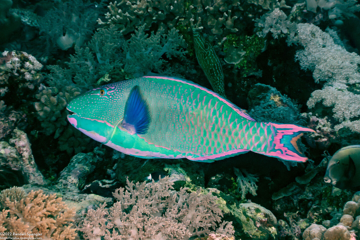 Cetoscarus ocellatus (Spotted Parrotfish)