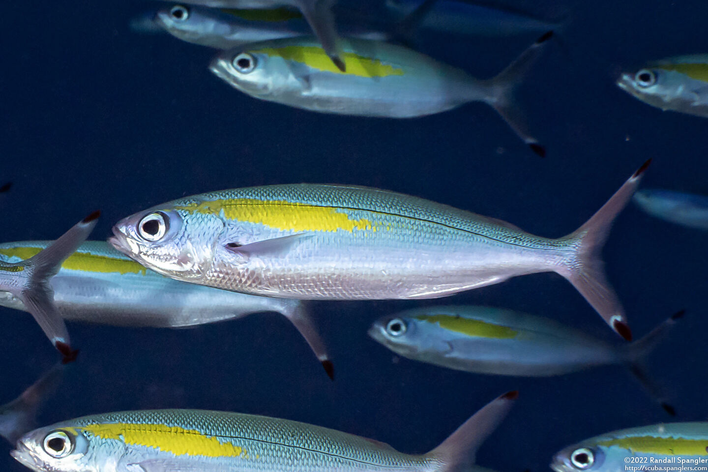 Pterocaesio randalli (Randall's Fusilier)