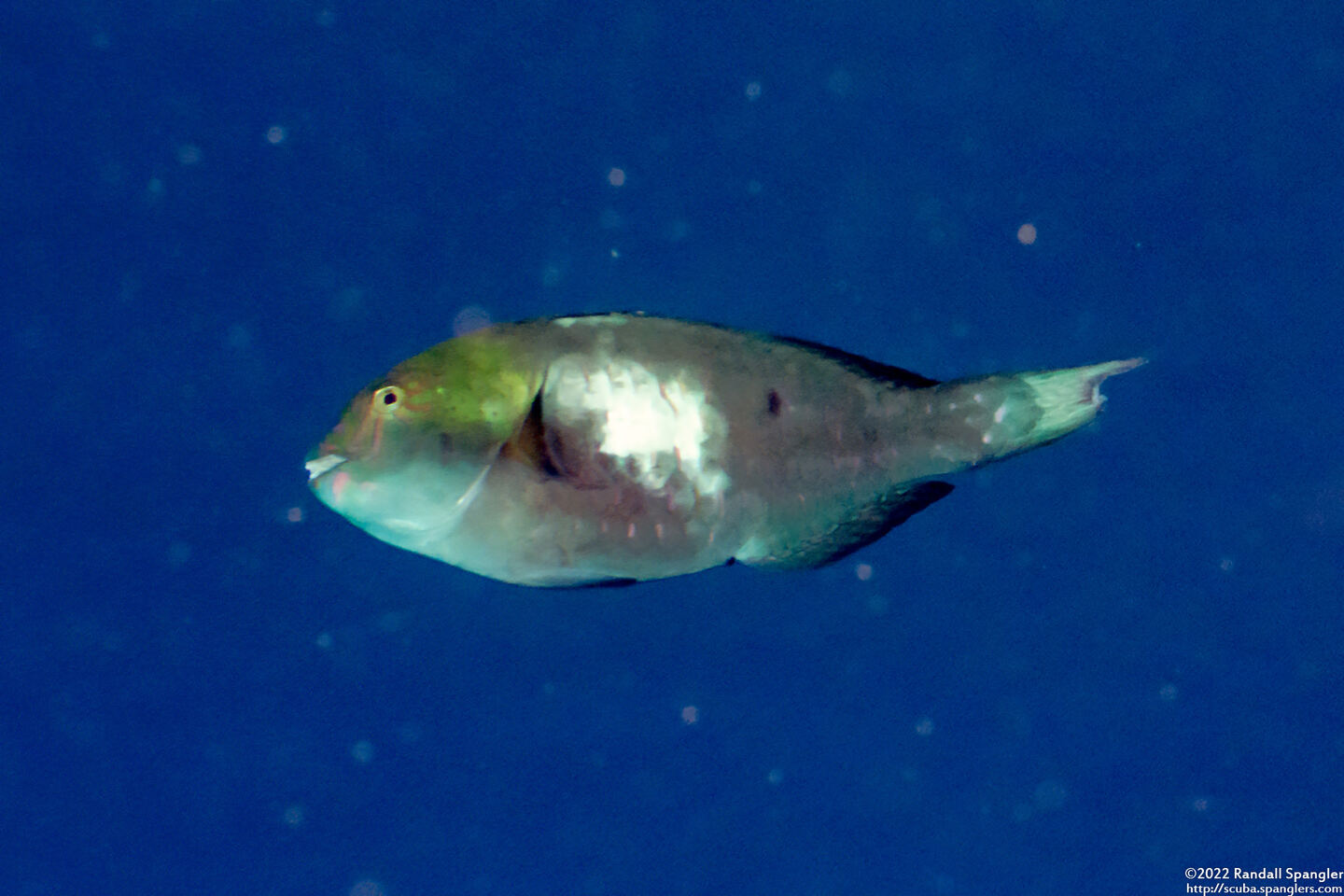 Calotomus carolinus (Stareye Parrotfish)