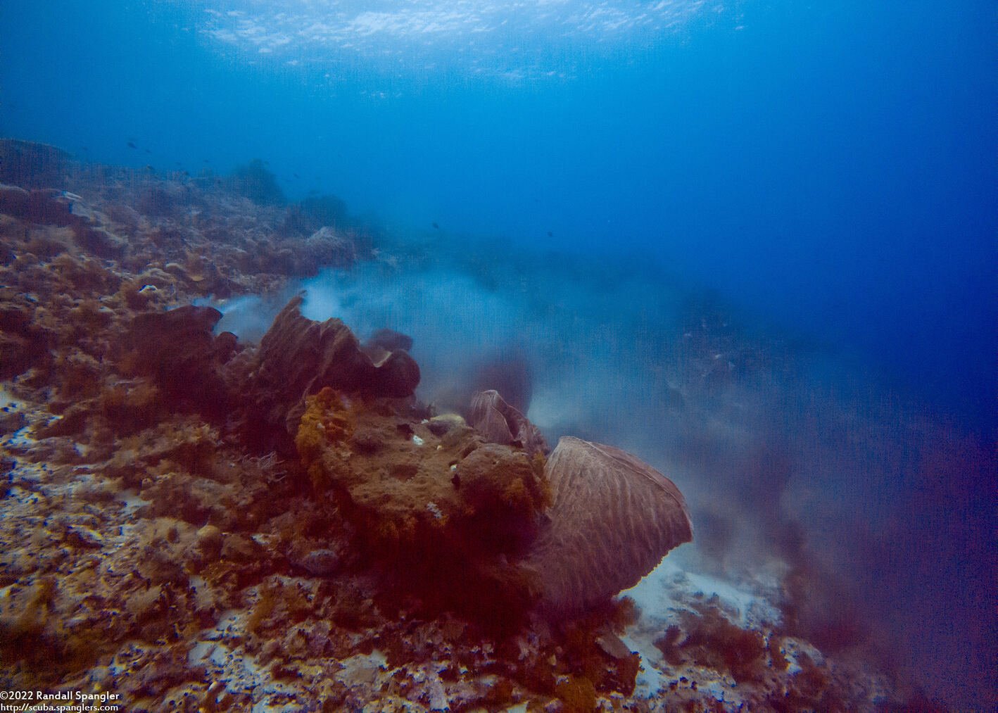 Xestospongia testudinaria (Barrel Sponge)