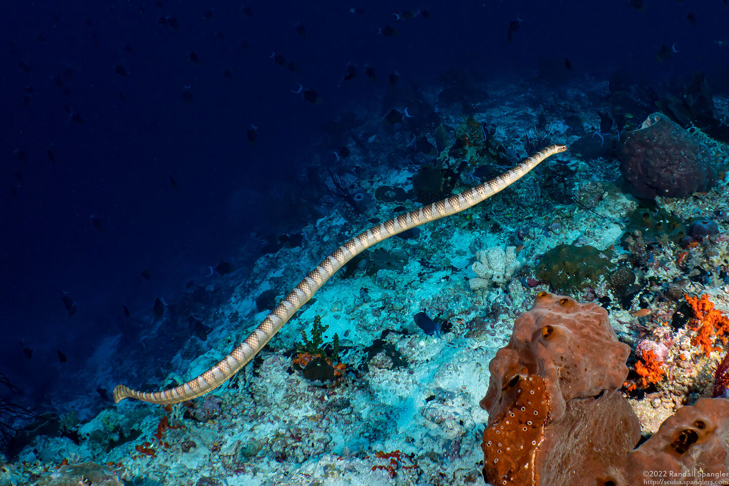 Laticauda semifasciata (Chinese Sea Snake)