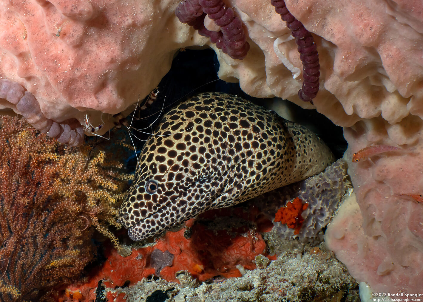 Gymnothorax favagineus (Honeycomb Moray)