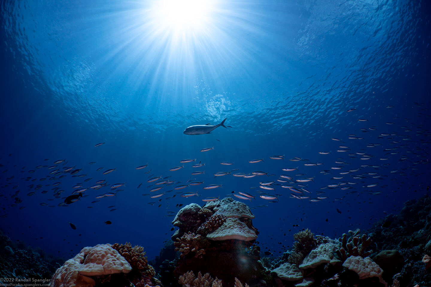 Caranx ignobilis (Giant Trevally)