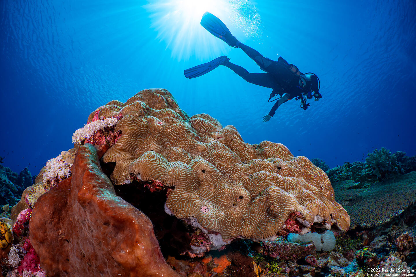Leptoria phrygia (Smooth Brain Coral)