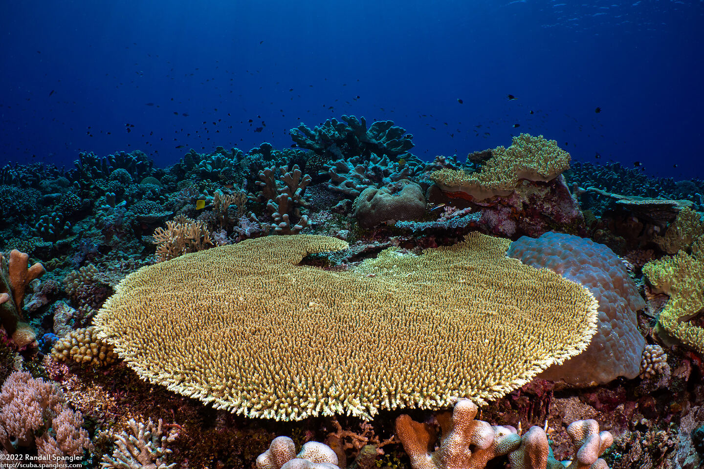 Acropora cytherea (Table Coral)