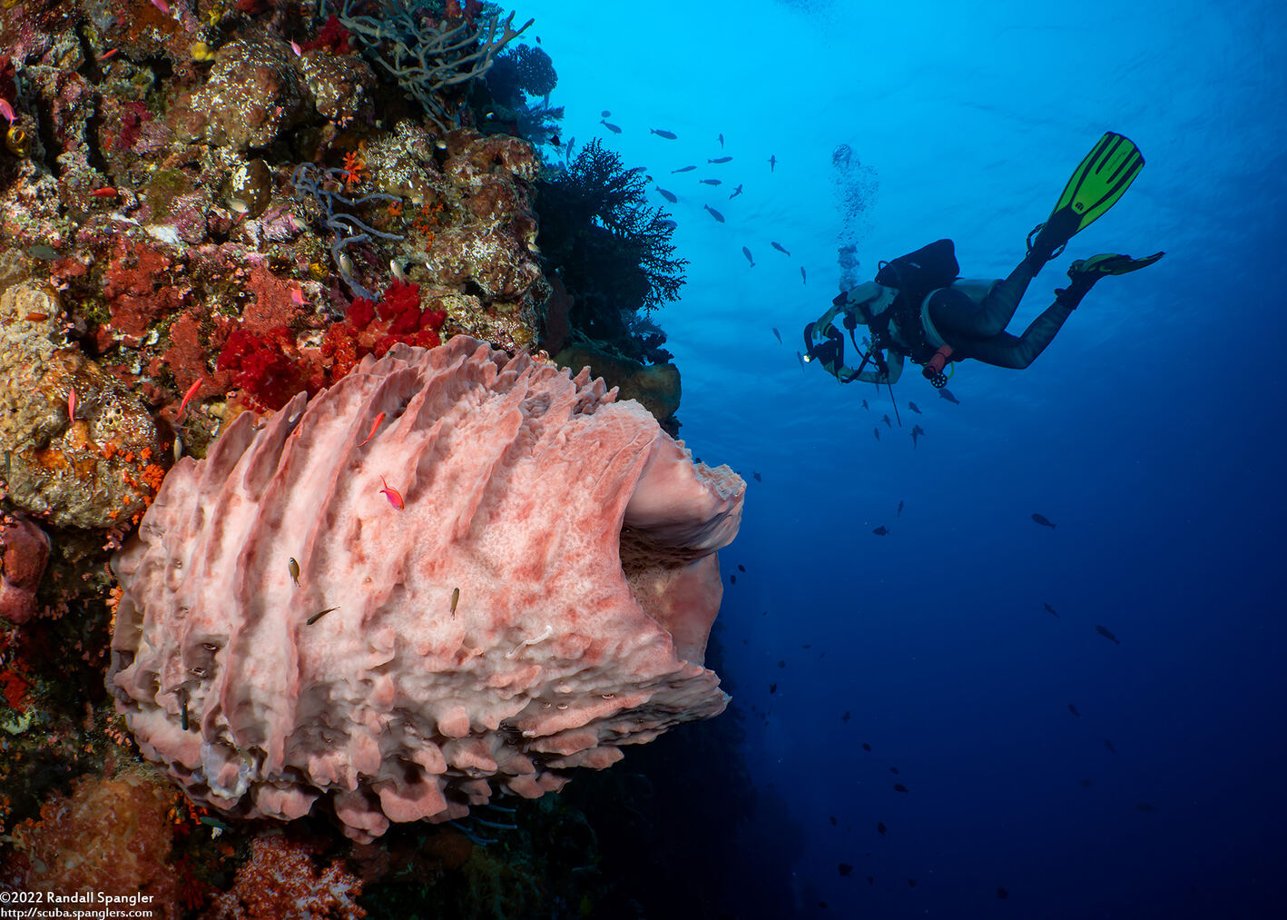Xestospongia testudinaria (Barrel Sponge)