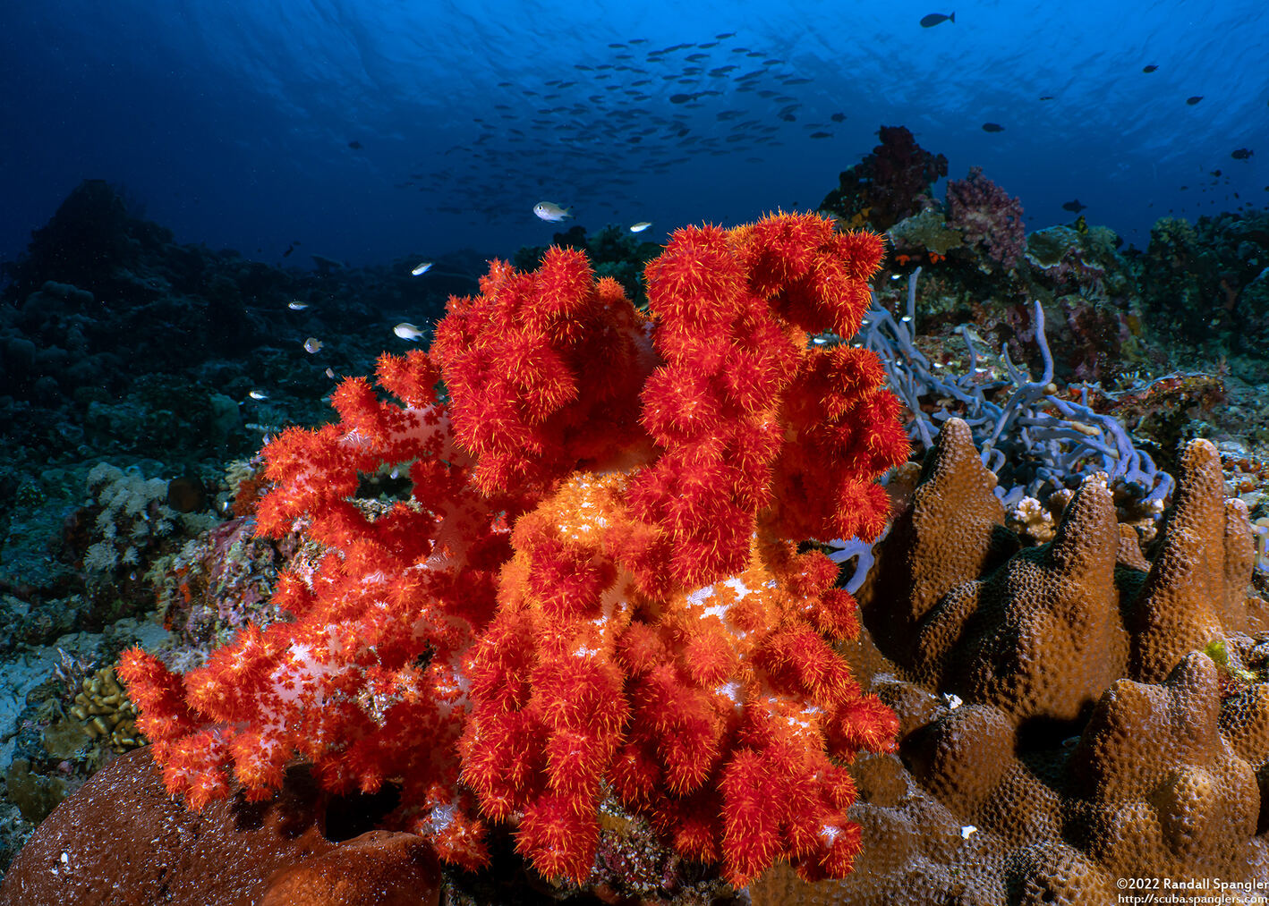 Dendronephthya sp.1 (Dendronephthya)