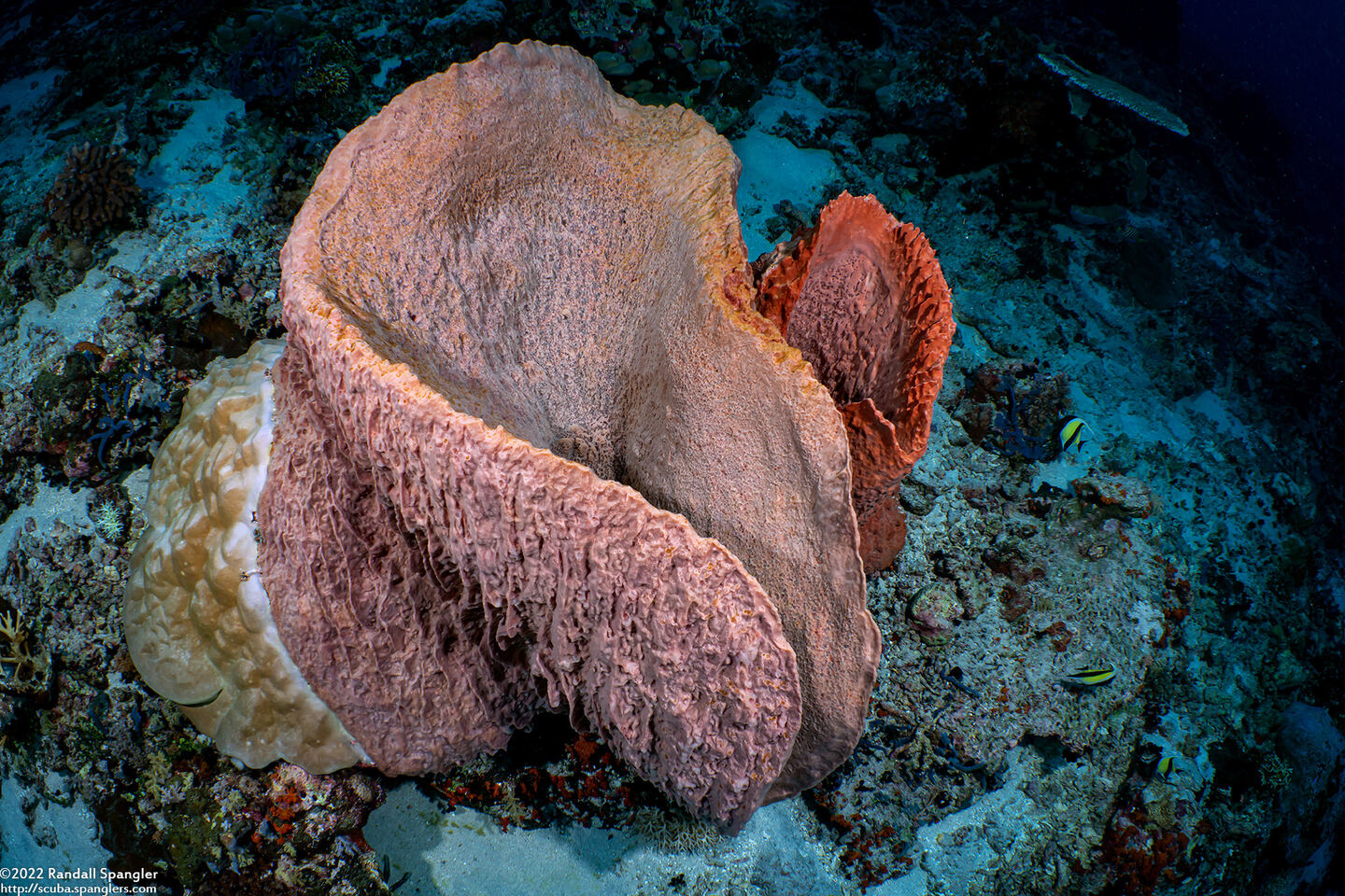 Xestospongia testudinaria (Barrel Sponge)